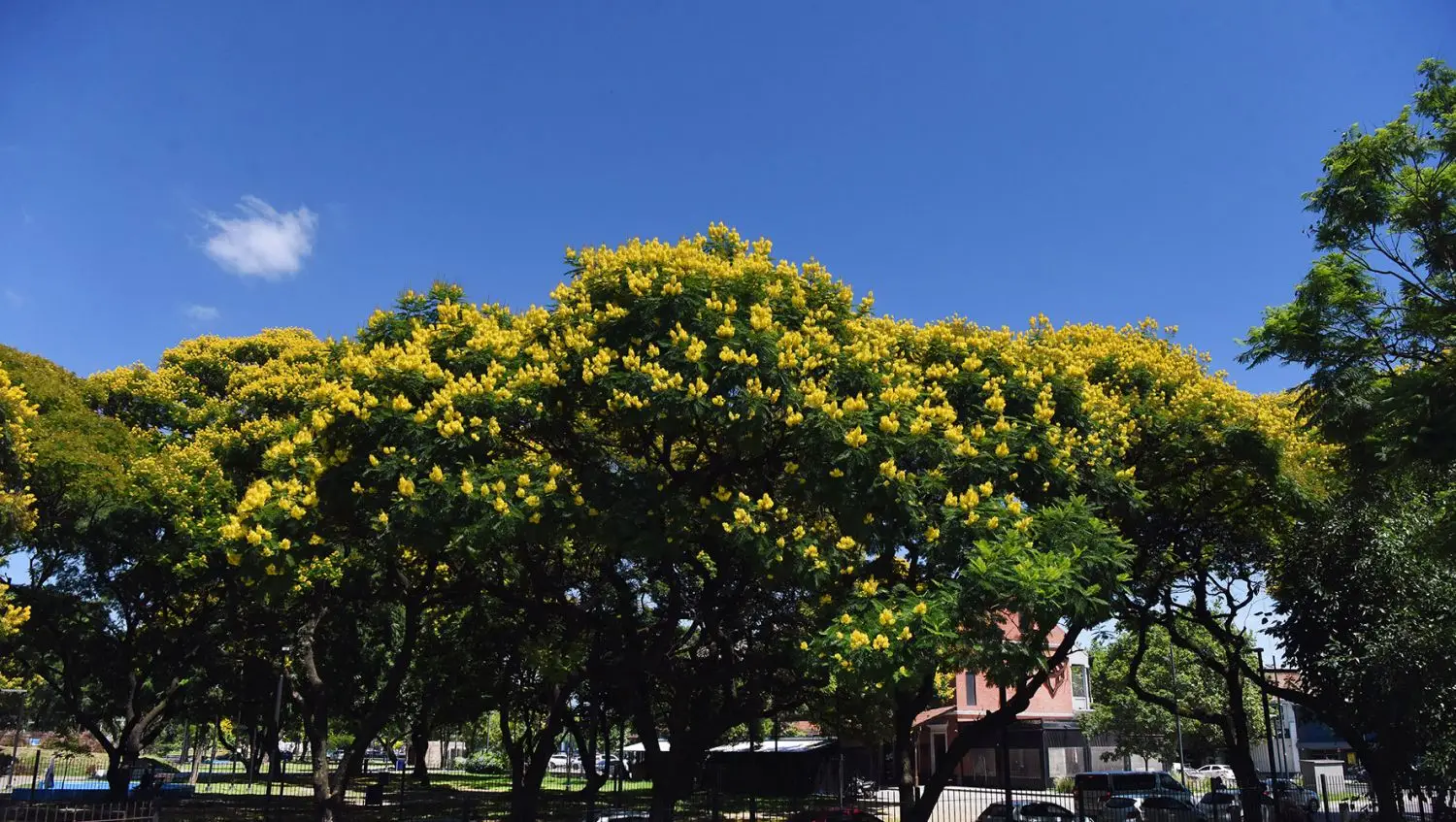 Ibirá pitá: el árbol que ilumina el verano tucumano