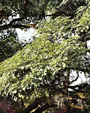 Entre calor y sombras, el cierre del verano