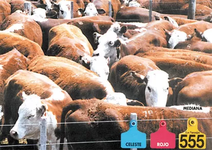 EXIGENCIA. La aplicación de las caravanas será obligatoria a partir del primer día de 2004 y en todas las categorías de ganado vacuno que ingresen a faena para exportación.
