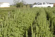 Apuntan al desarrollo agronómico de la chía como una alternativa de diversificación