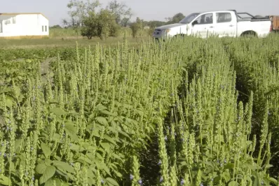 Apuntan al desarrollo agronómico de la chía como una alternativa de diversificación