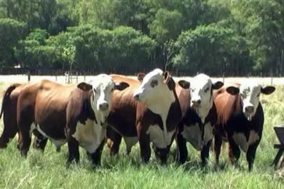 10° Exposición Nacional y 1a Exposición del Ternero Braford