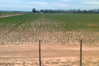 Los cultivos no recibieron suficientes lluvias