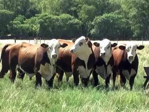 10° Exposición Nacional y 1a Exposición del Ternero Braford