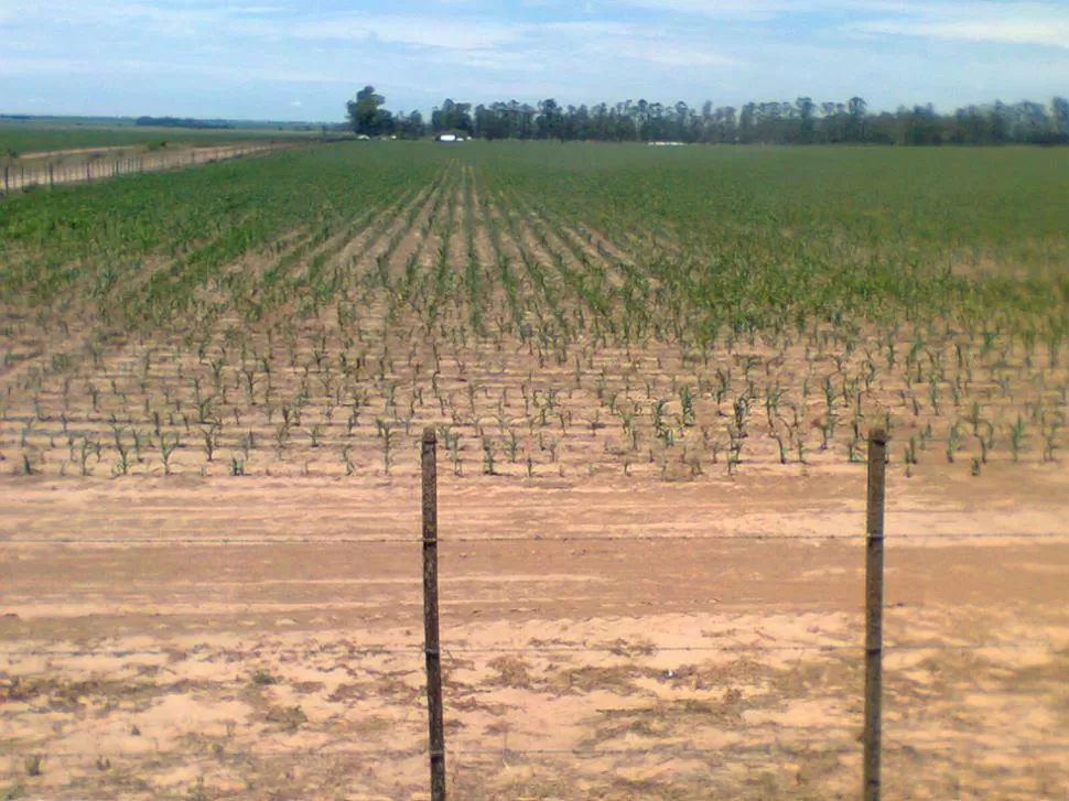 Los cultivos no recibieron suficientes lluvias