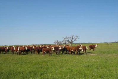 El silvopastoril impulsa los rendimientos