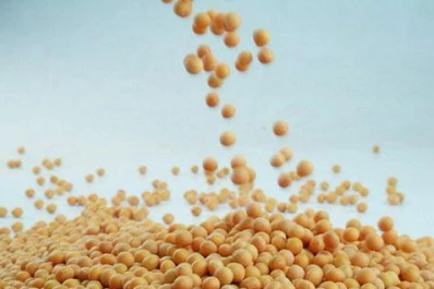 Lanzarán nuevas variedades de soja resistentes a la sequía y la salinidad