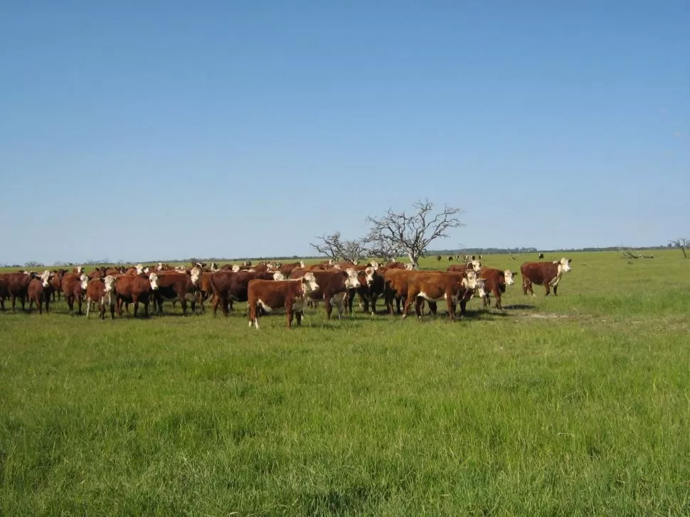 AVANCE Y UTILIDADES. Con la aplicación del sistema de pastoreo en campos se pone el acento en el cuidado de la biodiversidad y el impacto ambiental y cambio climático, afirmó el productor Tomás Dragell. AGRARIAS.UNLZ.EDU.AR