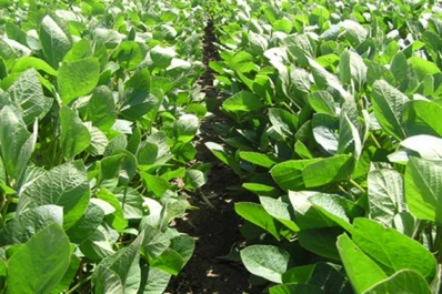 Taller sobre Manejo de Malezas, un problema para el productor del NOA