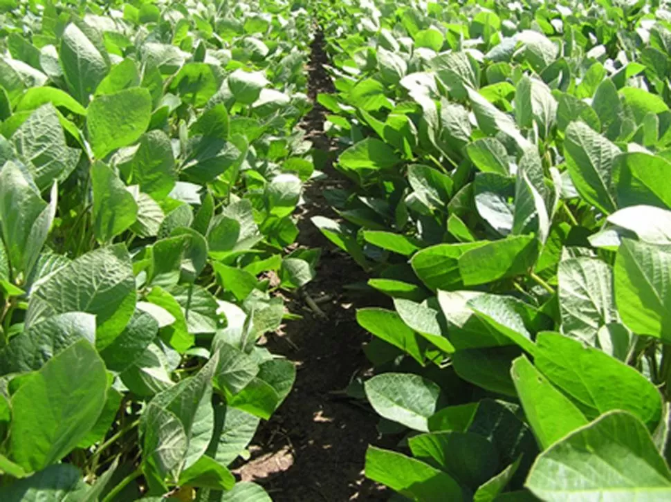 ESFUERZO. Los productores tratan de limitar la presencia de maleza en la soja.