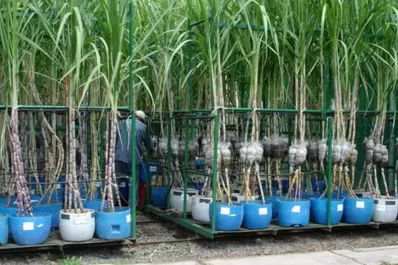 Producir un nuevo cultivar demanda 12 años