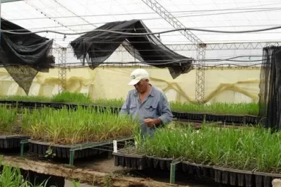 Las variedades se inscribieron en 2009