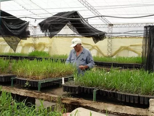 PLANIFICACIÓN. El personal trabaja sobre los distintos plantines de caña.  