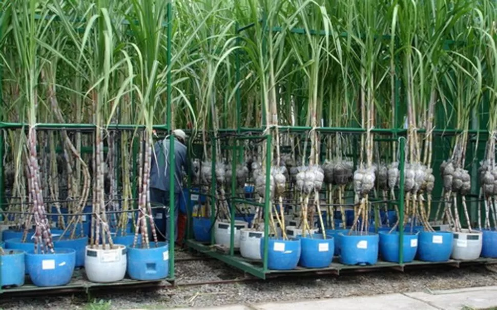 MEJORA GENÉTICA. En la Estación Experimental se trabaja sobre más de 80.000 plantines de caña de azúcar, para tratar de encontrar el material más apto.  