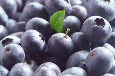 Argentina: preocupa el cierre de plantaciones de arándanos