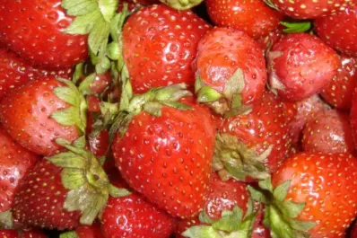 La pérdida de competitividad condiciona a los frutilleros