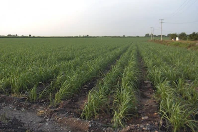 El riego por goteo enterrado en caña de azúcar incrementa la productividad y la sacarosa