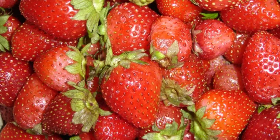 LA MEJOR. La frutilla de Tucumán es reconocida por su calidad y sanidad. INTA  