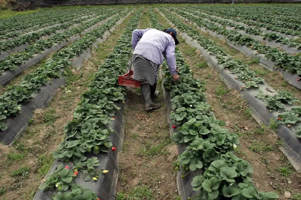 FUTURO. La plantación comenzó en forma adelantada, por lo que todavía falta tiempo para que las plantas tengan el tamaño que muestra la imagen. LA GACETA / FOTO DE JUAN PABLO SANCHEZ NOLI 