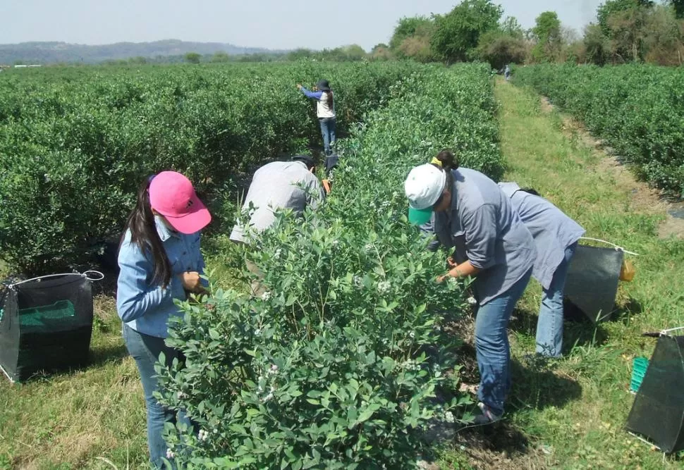 TRABAJO. El arándano se cosecha a mano, principalmente con mujeres.  