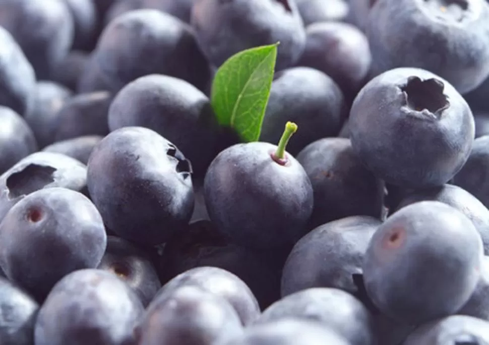 FRUTA FRESCA. El arándano es consumido en EEUU, Canadá y Europa. LA GACETA / FOTOS DE OSVALDO RIPOLL 