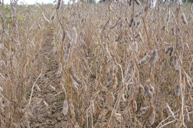 Los mejores lotes son los que provienen de maíz