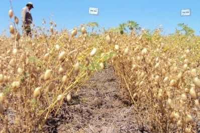Afirman que las alternativas invernales son la cebada, colza, garbanzo y arveja