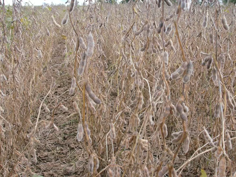 MEZCLADAS. En los campos hay plantas buenas y otras de mala calidad.  
