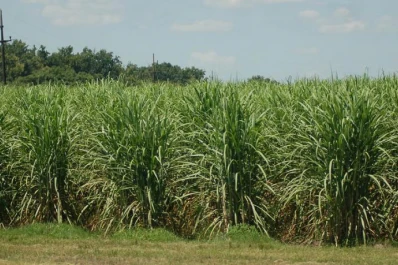35.000 hectáreas fueron abonadas con biofertilizantes en 2011
