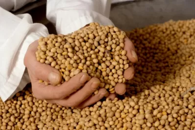 Soja: esta campaña se cosechará un millón de toneladas menos