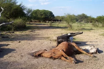 Evalúan los daños ocasionados por la sequía