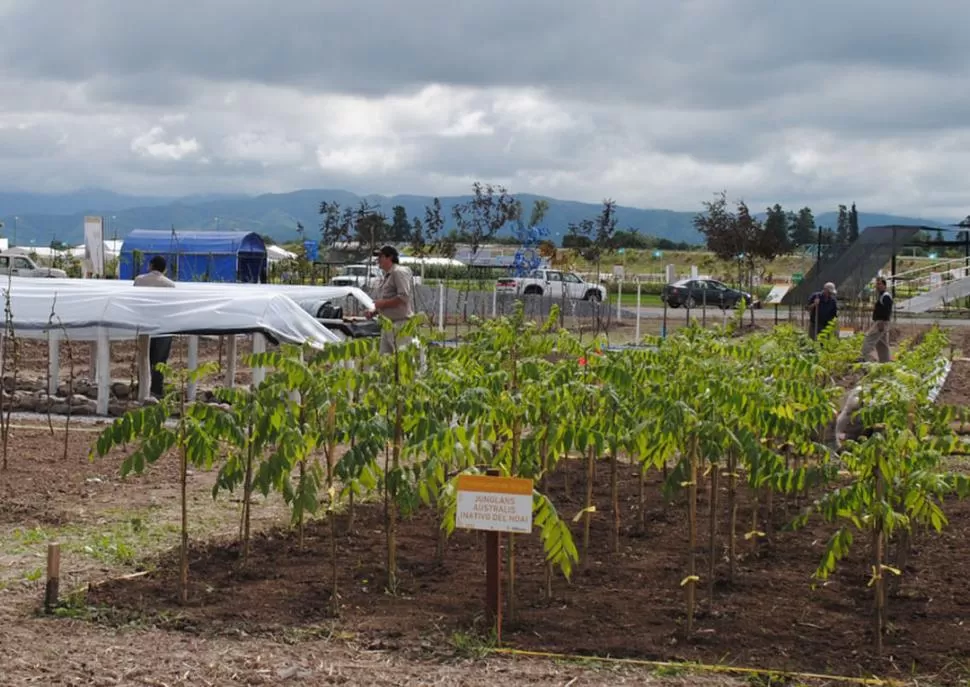LA BIENVENIDA. Todo está listo en Cerrillos, Salta, para recibir desde hoy a técnicos, investigadores, productores y periodistas que visitarán la muestra hasta el domingo próximo, inclusive. GENTILEZA INTA EXPONE NOA 2012