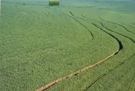 La zafra azucarera no entregará buenos rindes