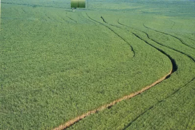 La zafra azucarera no entregará buenos rindes