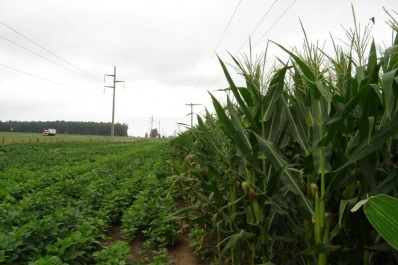 La producción de maíz 2011-2012 caería casi un 15%