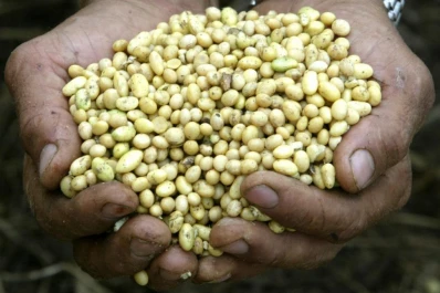 El precio de la soja registró su valor más alto en 43 meses