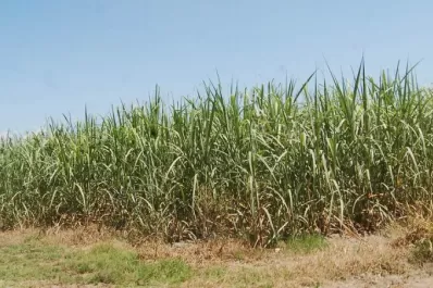 Activa participación de la Eeaoc en la reunión de la Satca