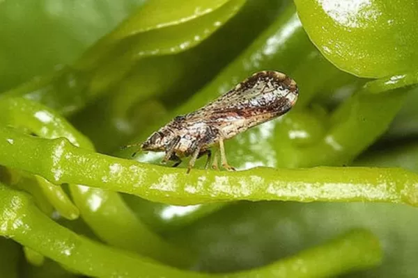 Desarrollan árboles de cítricos que son inmunes al Huanglongbing (HLB)