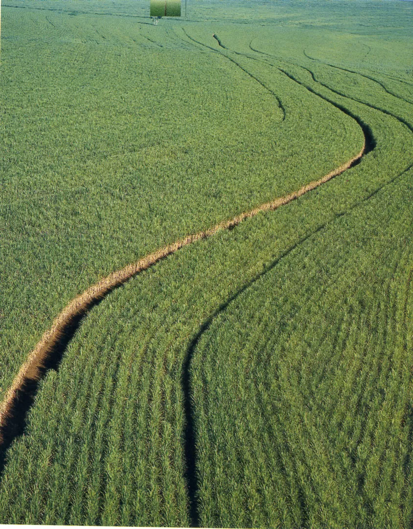 DAÑOS. En el área cañera hay un mosaico de situaciones por la seca.  
