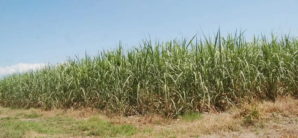 ROL CLAVE. Los técnicos en caña de la Eeaoc aportaron sus mejores trabajos.  