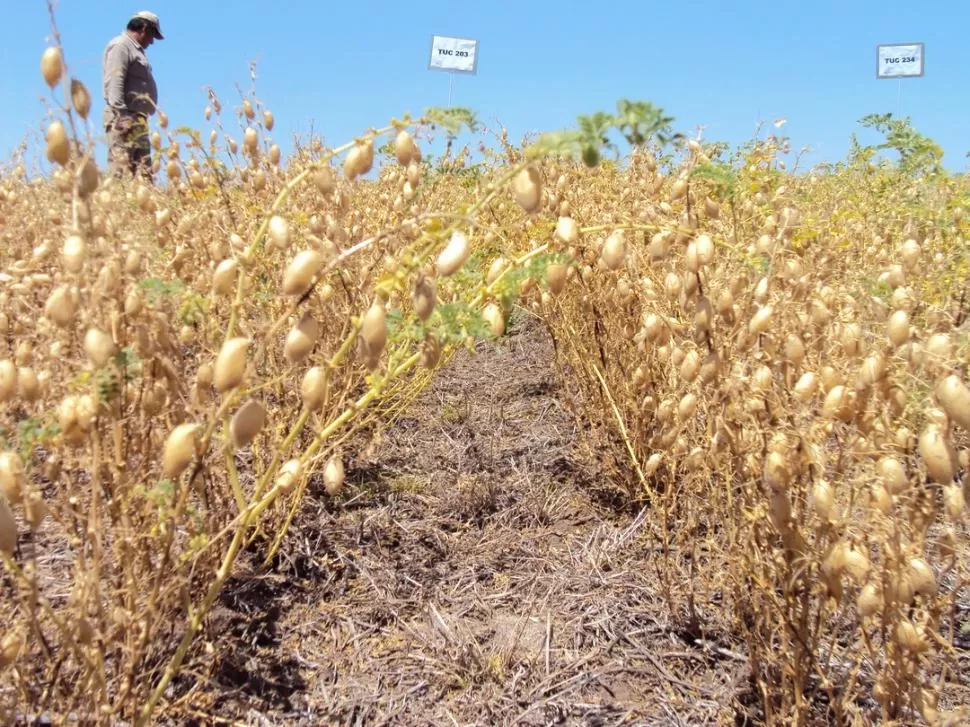 PARECÍA IMPOSIBLE. Hace 20 días los suelos carecían de un perfil de humedad acorde con las necesidades para una siembra invernal. Sin embargo, la situación cambió radicalmente y alentó a los productores a pensar en el garbanzo. LA GACETA / FOTOS DE ARCHIVO 