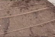 El riego por goteo lleva los nutrientes hasta la raíz