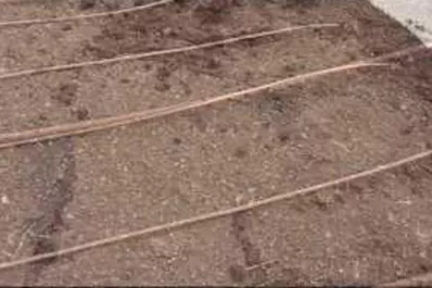 El riego por goteo lleva los nutrientes hasta la raíz