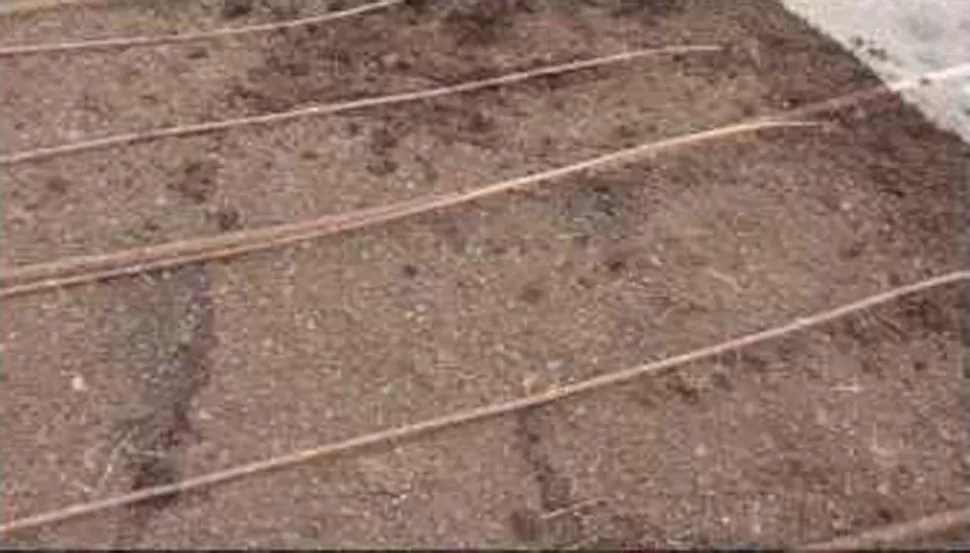 TRABAJO A CAMPO. Líneas de goteo listas para ser enterradas. WN.COM