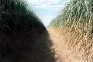 Ayuda a estabilizar y aumentar la productividad