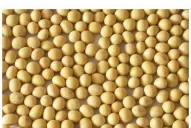 La cosecha en el NOA tiene rendimientos bajos