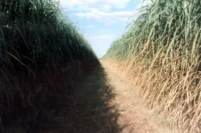 Ayuda a estabilizar y aumentar la productividad