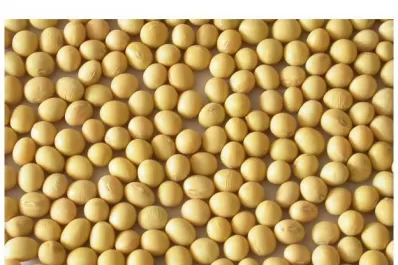 La cosecha en el NOA tiene rendimientos bajos