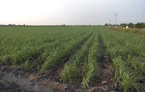 TUCUMÁN. El riego por goteo enterrado se está desarrollando en la zona.  