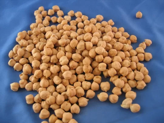 ALTERNATIVA. El garbanzo puede encontrar espacios en el sector granario.  